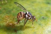 Oriental fruit fly