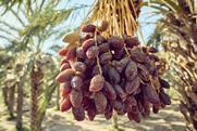 Natural Delights Medjool dates