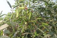 Pigeon pea plants