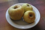 Antonovka is one of the main apples grown in Russia