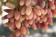 Sun World Summer Blush grapes