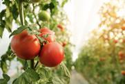 Generic tomato production up close Adobe Stock