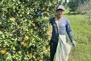 Eosta Kivinaki Organic Raingrown citrus
