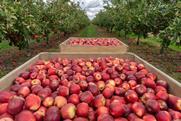 AdobeStock New Zealand apple orchard generic production _763980366