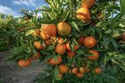 Spanish oranges on tree Sagunto Valencia Adobe Stock
