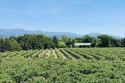 Argentine blueberry farm