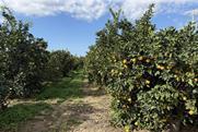 Fondaco Nuovo farm citrus Unifrutti Sicily Italy
