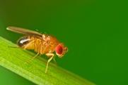 Fruit fly Adobe Stock