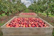 New Zealand apples being harvested