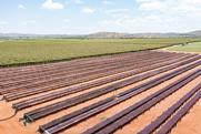 South Africa raisin production drying overhead view