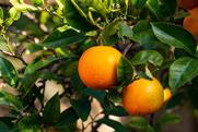 Japanese citrus Adobe Stock