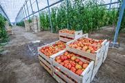 Tomato harvesting Almeria Spain Adobe Stock
