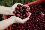 Spain Picota cherries in hand