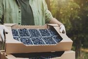 Blueberry punnets presented in cardboard tray Adobe Stock