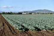 Cabbage production Gatton Queensland Adobe Stock