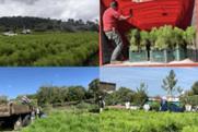 Apeam pine deliveries