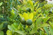 Persian limes