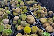 Malaysian durian in Market Baskets Including Musang King, D24, Black Thorn Adobe Stock