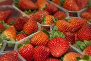 Cuna de Platero strawberries