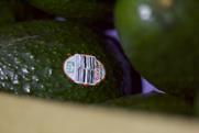 Mexican avos
