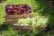 Apples from Grojec in wooden boxes Credit Sady Grojeckie Association
