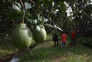 Vietnamese pomelo