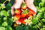 Huelva strawbs