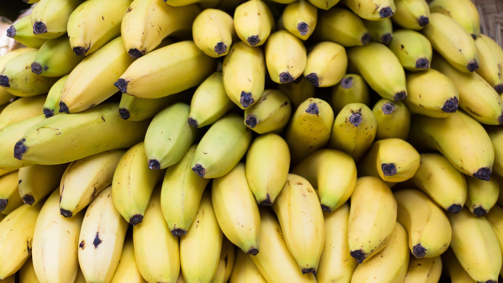 Russia looks to source more bananas from India | Article | Fruitnet