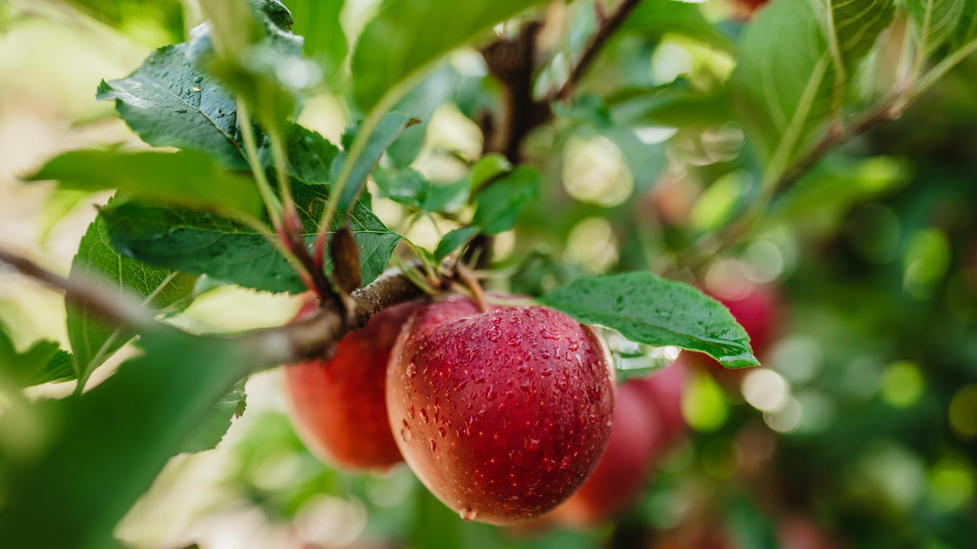 Extreme weather prompts dramatic crop revision for apples and pears