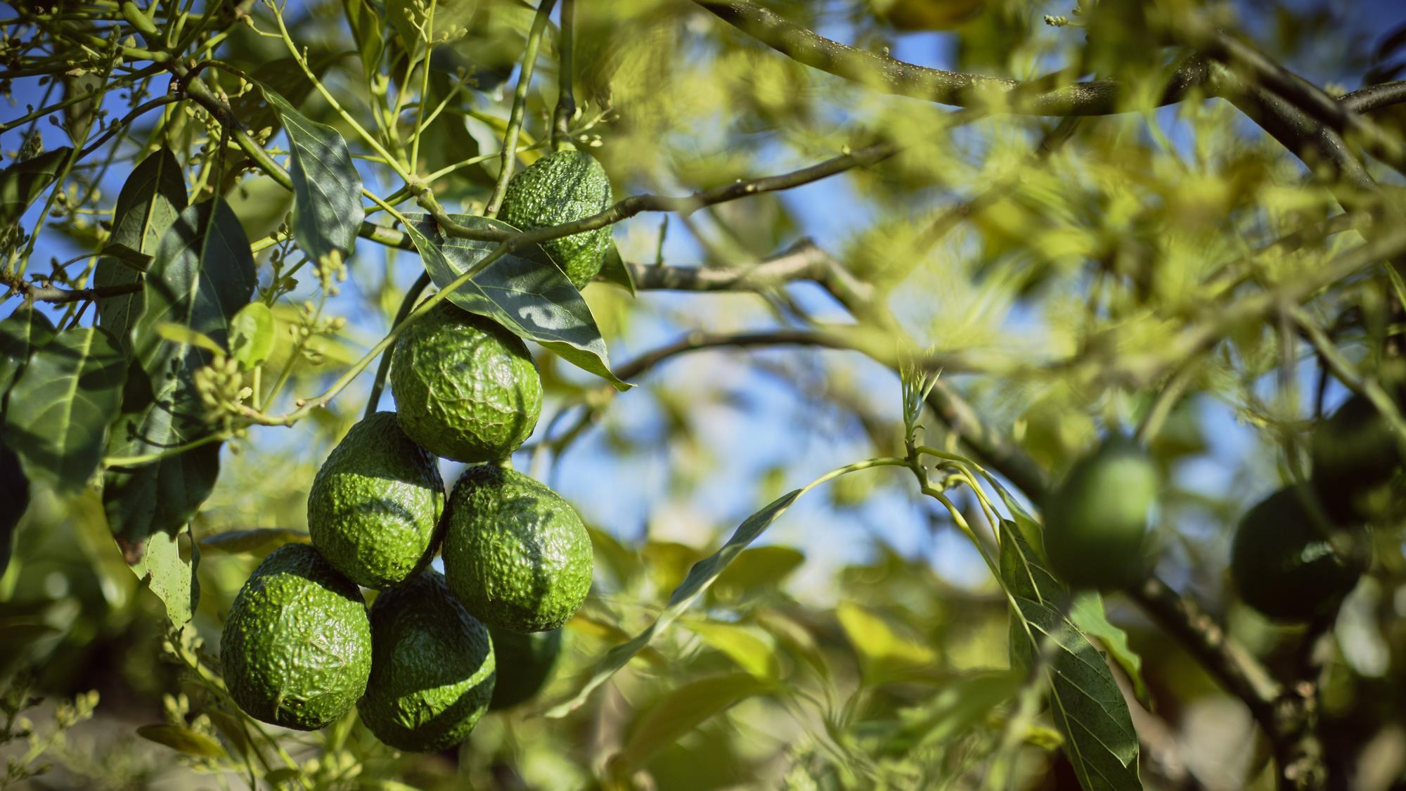 WAO hits back at ‘inaccurate’ Christian Aid avocado report | News ...