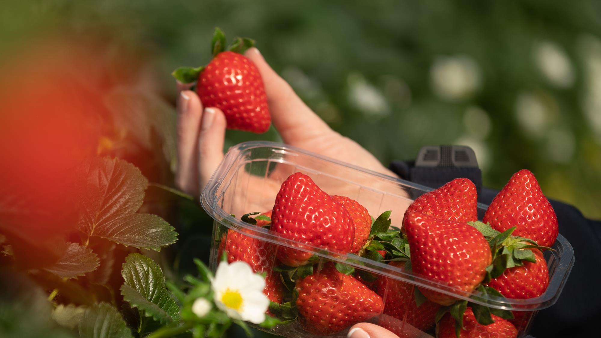 Three new varieties for AVA strawberry range Article
