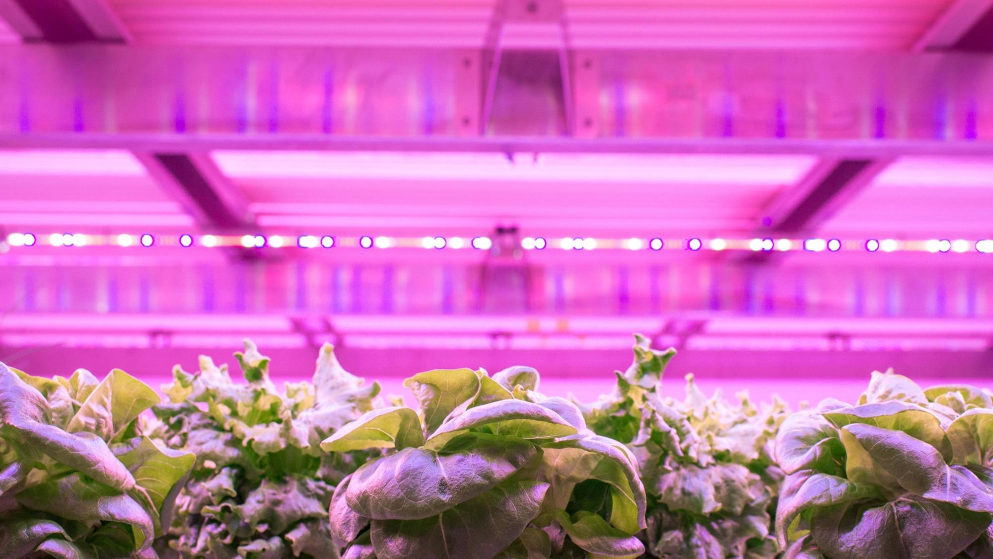 Vertical farming business Eider VF enters administration | Article ...