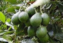 Avocado Hass
