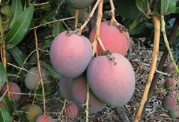 Empafrut Mangos Sorte Haden (1)