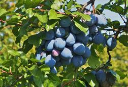 plums-3692738_1920