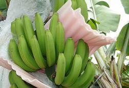 Peru: Bananenexporte erholen sich