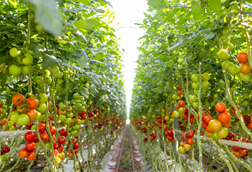 Growers United