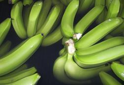 Ecuador Bio-Bananen - Produktion & Verpackung (40)