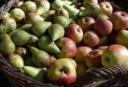 apfel-birne-Marcus61-pixabay-2022-apples-4174409