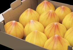 Hazera HM Clause Flamunsun tomatoes