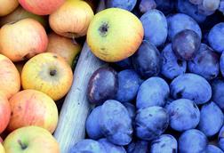 230818-apfel zwetsche-berty adobestock