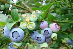 Heidelbeeren am Strauch