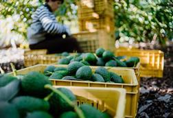 Avocados in Kisten