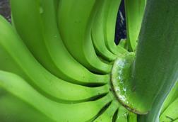 Ecuador_Bio-Bananen_-_Produktion___Verpackung__59__01.JPG