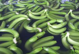 Ecuador_Bio-Bananen_-_Produktion___Verpackung__6__17.JPG