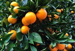 Orangen am Baum