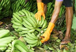 Bananen-Ernte