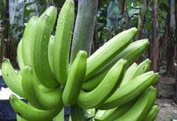 Bananen aus Ecuador