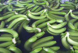 Ecuador Bio-Bananen - Produktion & Verpackung (6)