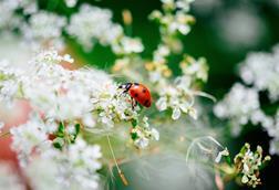 Marienkäfer auf Blüten